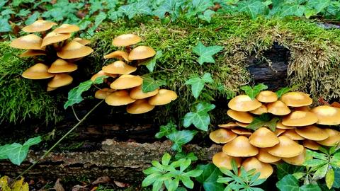 Stockschwämmchen an einem Baumstamm