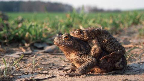 Erdkröten-Weibchen trägt ein Männchen auf dem Rücken
