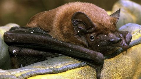 Fledermaus Großer Abendsegler