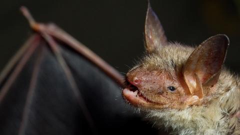 Fledermaus Großes Mausohr