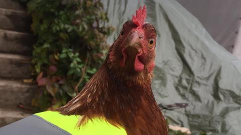 Huhn Mit Warnweste In Wald Michelbach Hr4 De Themen