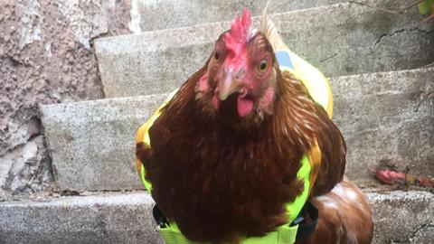 Huhn Mit Warnweste In Wald Michelbach Hr4 De Themen