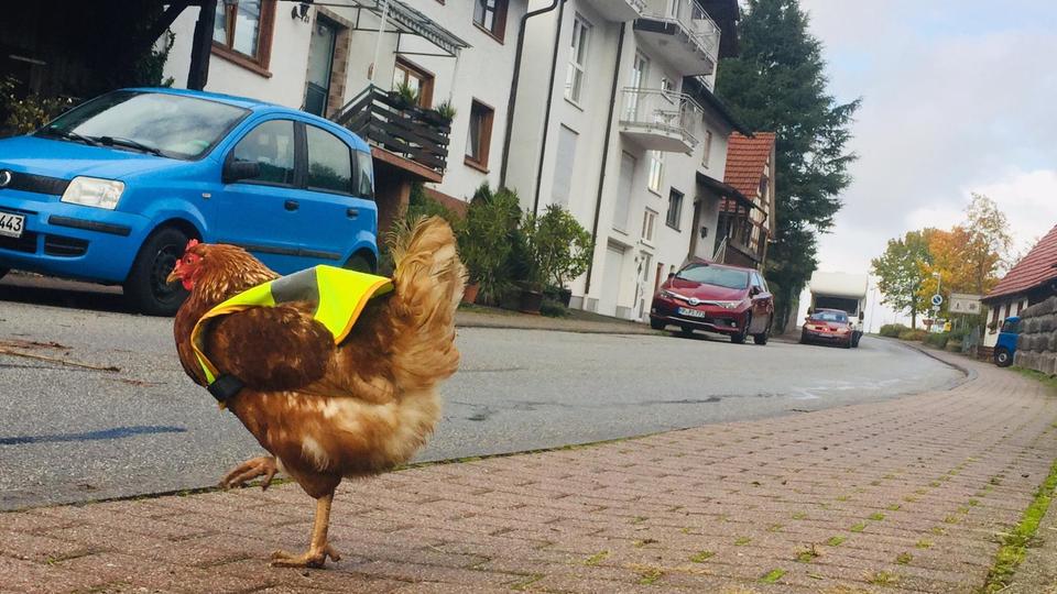 Huhn Mit Warnweste In Wald Michelbach Hr4 De Themen