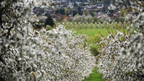 Kirschblüte rund um Witzenhausen