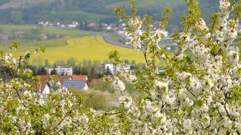 Kirschblüte rund um Witzenhausen