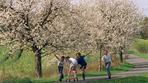 Kirschblüte rund um Witzenhausen