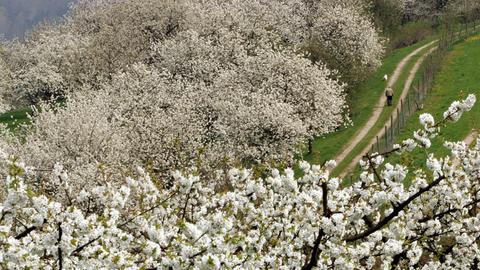 Kirschblüte rund um Witzenhausen