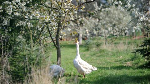 Kirschblüte in Witzenhausen