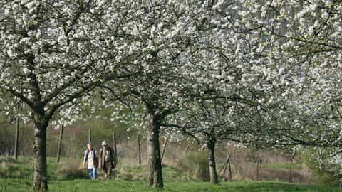 Kirschblüte in Witzenhausen