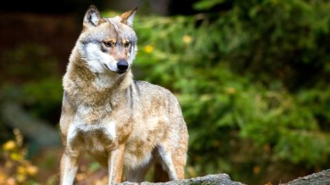 Ein Wolf (Canis lupus), aufgenommen im Tier-Freigelände im Nationalpark Bayerischer Wald bei Neuschönau.