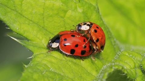 Asiatische Marienkäfer bei der Paarung