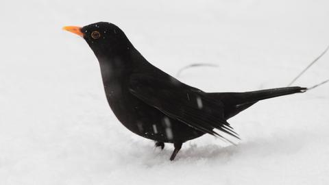 Amsel im Schnee