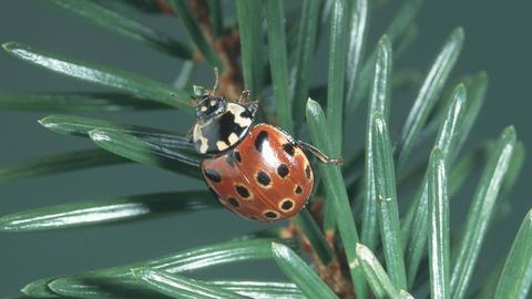 Augenfleckiger Marienkäfer