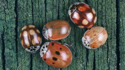 Fünf Zehnpunkt-Marienkäfer mit verschiedener Zeichnung