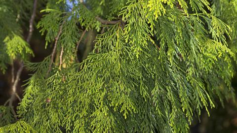 Thuja