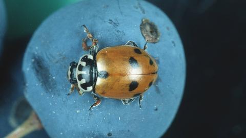  Variable Flach-Marienkäfer auf einer Heidelbeere