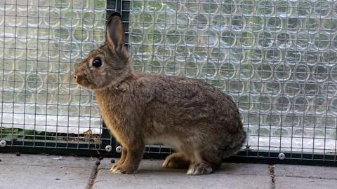 Vier Kaninchen aus Kelsterbach