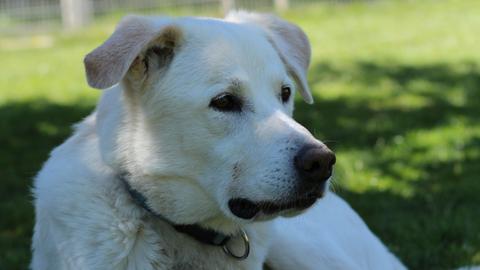 Djambo Sharpei Mix Geb 2015 Tierheim Hunde Und Hunde Vermittlung